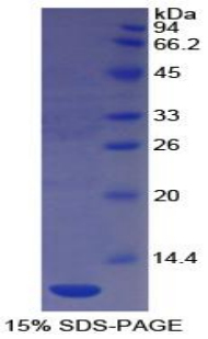 Recombinant Platelet/Endothelial Cell Adhesion Molecule (PECAM1)