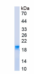 Recombinant Platelet/Endothelial Cell Adhesion Molecule (PECAM1)