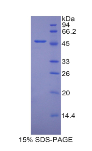 Recombinant Platelet/Endothelial Cell Adhesion Molecule (PECAM1)