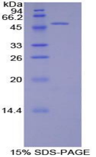 Recombinant Platelet/Endothelial Cell Adhesion Molecule (PECAM1)