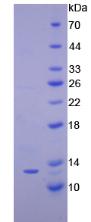 Recombinant Interferon Gamma Induced Protein 10kDa (IP10)