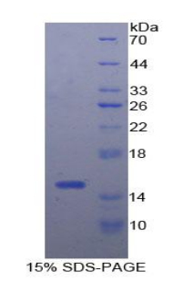 Recombinant Interferon Gamma Induced Protein 10kDa (IP10)