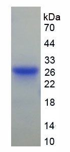 Recombinant Gelsolin (GSN)