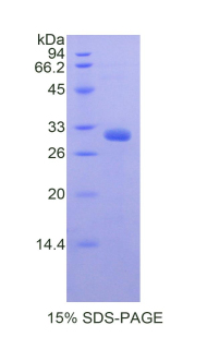 Recombinant Myosin IA (MYO1A)