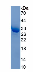 Recombinant Myosin IA (MYO1A)