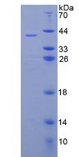 Recombinant Proinsulin (PI)