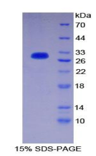 Recombinant Phosphoinositide-3-Kinase Class-2-Alpha Polypeptide (PIK3C2a)