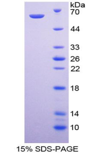 Recombinant Phosphoinositide-3-Kinase Class-2-Alpha Polypeptide (PIK3C2a)