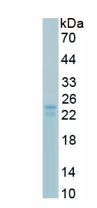 Recombinant Interleukin 23  Subunit Alpha (IL23a)