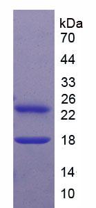 Recombinant Interleukin 27A (IL27A)