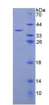 Recombinant Complement Component 3a (C3a)