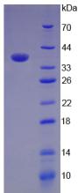 Recombinant Complement Component 3a (C3a)