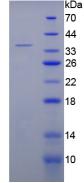 Recombinant Complement Component 5a (C5a)