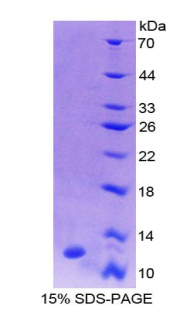 Recombinant Protein Kinase Inhibitor Gamma (PKIg)
