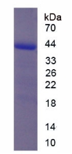 Recombinant Inhibin Alpha (INHa)