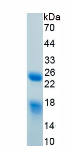 Recombinant High Mobility Group Protein 1 (HMGB1)