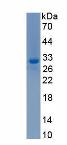 Recombinant Kallikrein 9 (KLK9)