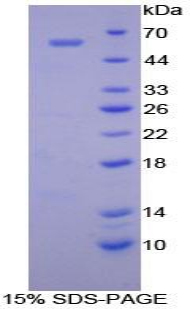 Recombinant Cadherin, Retinal (RCAD)