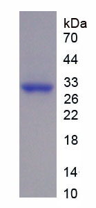 Recombinant GATA Binding Protein 3 (GATA3)