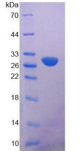 RPA411Hu01.jpg