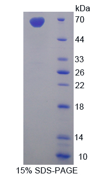 RPA413Ra02.jpg