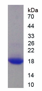 RPA421Bo01.jpg