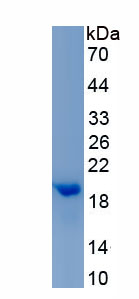 Recombinant Myelin Oligodendrocyte Glycoprotein (MOG)