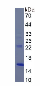 Recombinant Myelin Oligodendrocyte Glycoprotein (MOG)