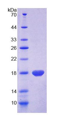 Recombinant Myelin Oligodendrocyte Glycoprotein (MOG)