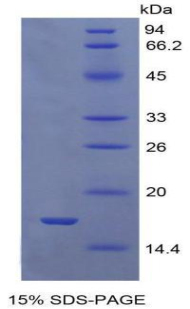 Recombinant Growth Differentiation Factor 9 (GDF9)