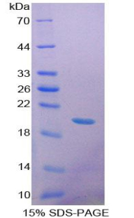 Recombinant Growth Differentiation Factor 9 (GDF9)