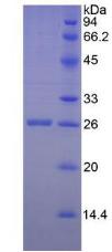 Recombinant Granzyme M (GZMM)