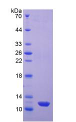RPA437Hu01.jpg