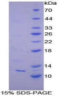 Recombinant Prohibitin (PHB)