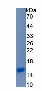 Recombinant Inhibin Beta C (INHbC)