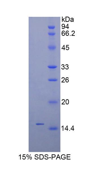 Recombinant Inhibin Beta C (INHbC)