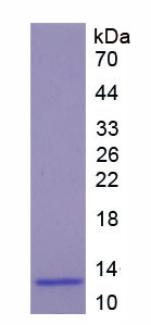 Recombinant Insulin (INS)