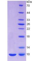 Recombinant Insulin (INS)