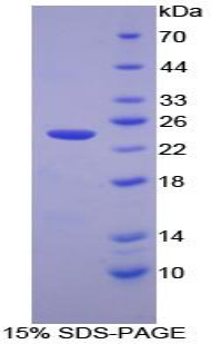 Recombinant Caspase 7 (CASP7)