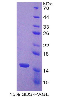 Recombinant Caspase 7 (CASP7)