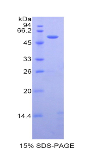 Recombinant Caspase 14 (CASP14)