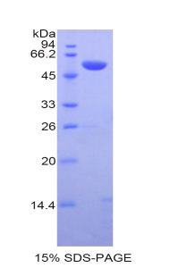 Recombinant Caspase 14 (CASP14)