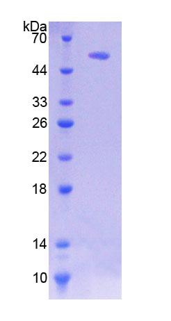 Recombinant Heat Shock Transcription Factor 2 (HSF2)