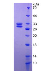 Recombinant Heat Shock Transcription Factor 2 (HSF2)