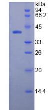 Recombinant Osteocalcin (OC)