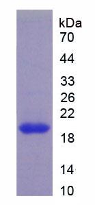 Recombinant Vitamin D Receptor (VDR)