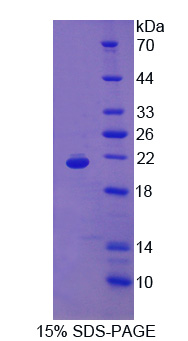 Recombinant Myoglobin (MYO)