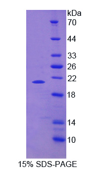 Recombinant Myoglobin (MYO)