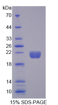 Recombinant Myoglobin (MYO)