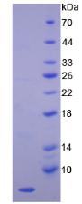 Recombinant Endothelin 1 (EDN1)